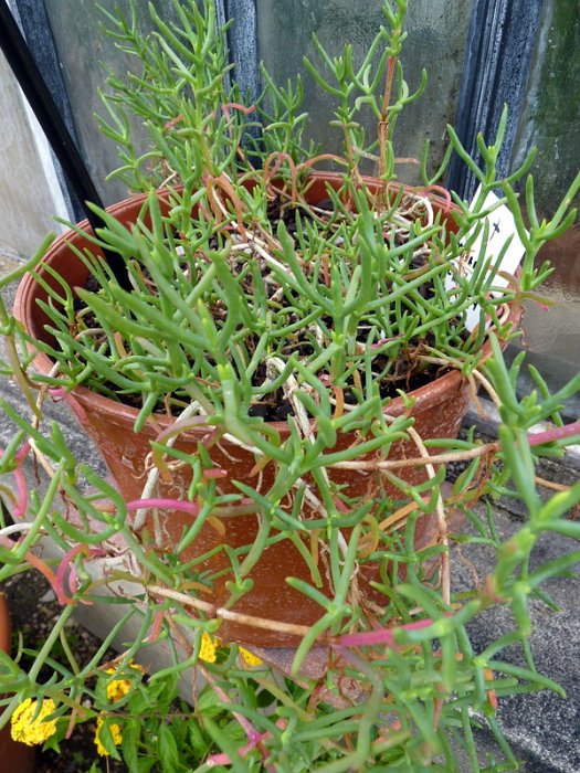 Malephora crocea 'Atropurpurea' (2)